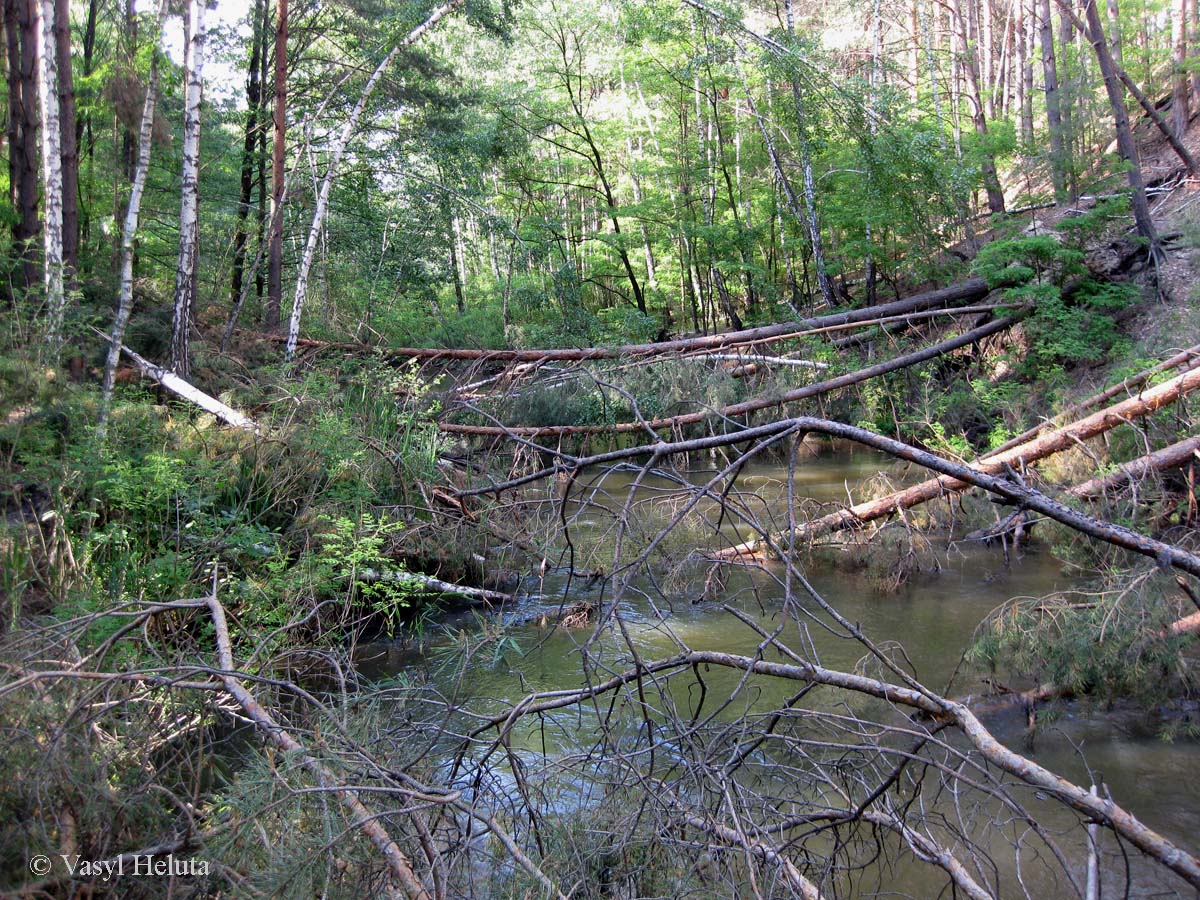 Лебедёвка, image of landscape/habitat.