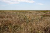 Окр. Яковенково, image of landscape/habitat.