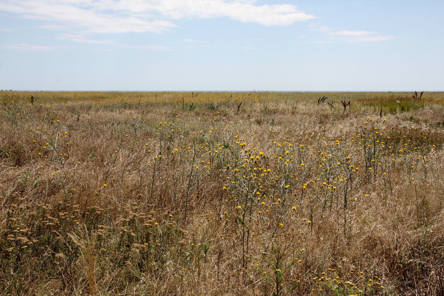 Окр. Яковенково, image of landscape/habitat.