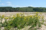 Золотые Пески, image of landscape/habitat.