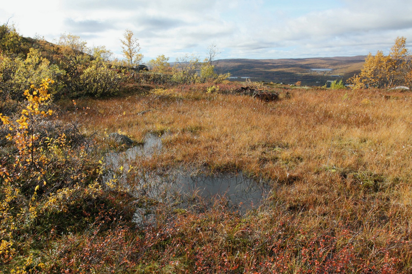 Горелая сопка, image of landscape/habitat.