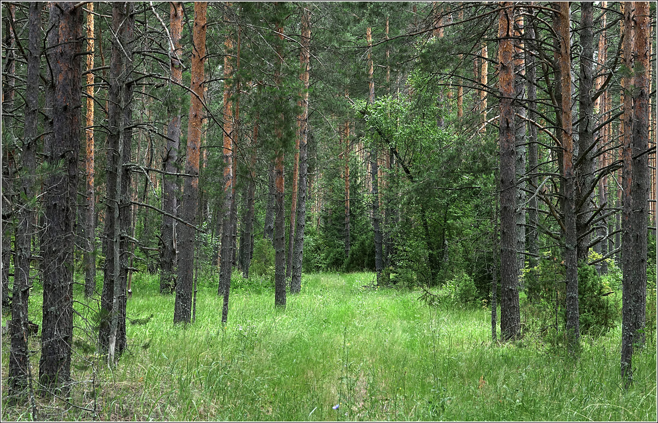Лесничество «Красный Маяк», image of landscape/habitat.