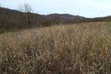 Гора Купцева, image of landscape/habitat.