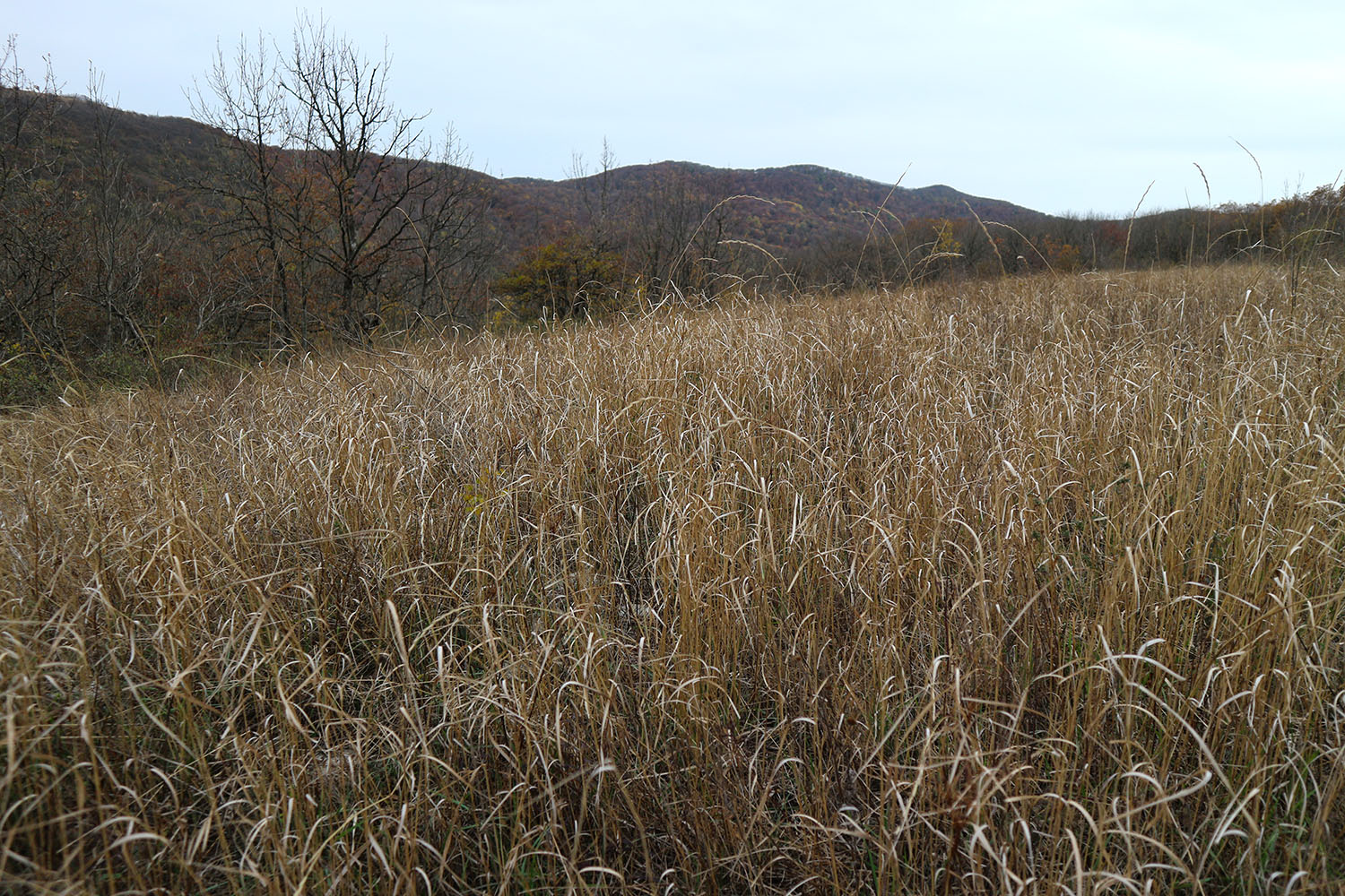 Гора Купцева, image of landscape/habitat.