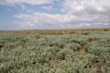 Окр. Яковенково, image of landscape/habitat.