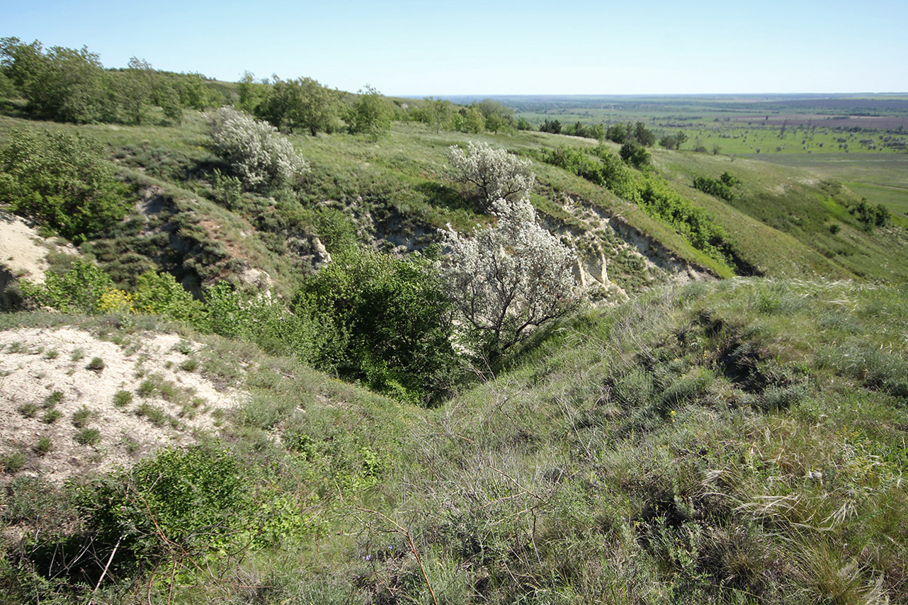 Глубокинские мелы, image of landscape/habitat.