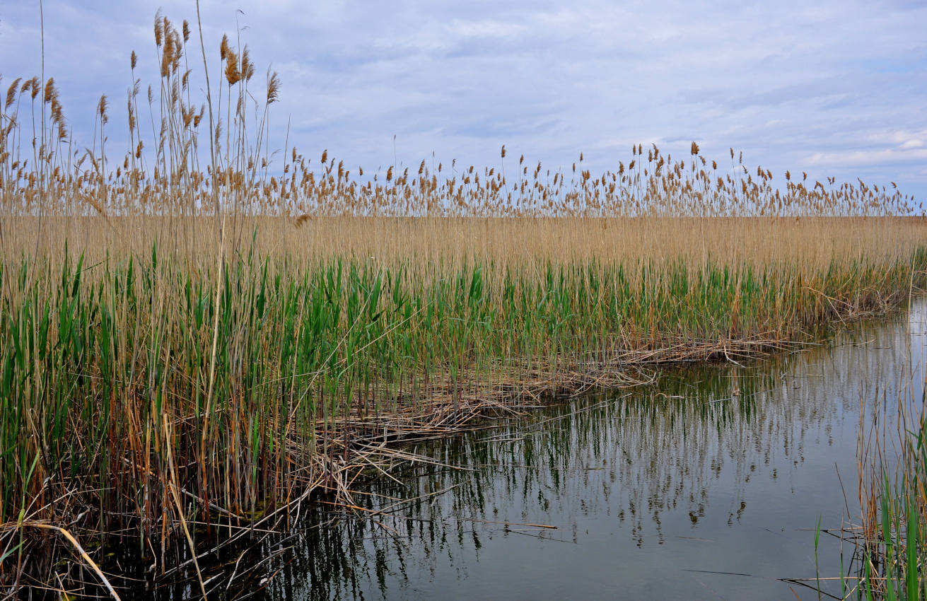 Ильмень Кюте, image of landscape/habitat.