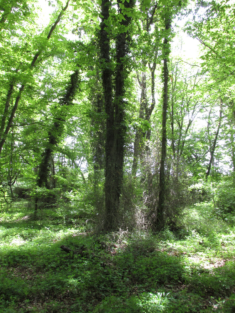 Самурский лес, image of landscape/habitat.