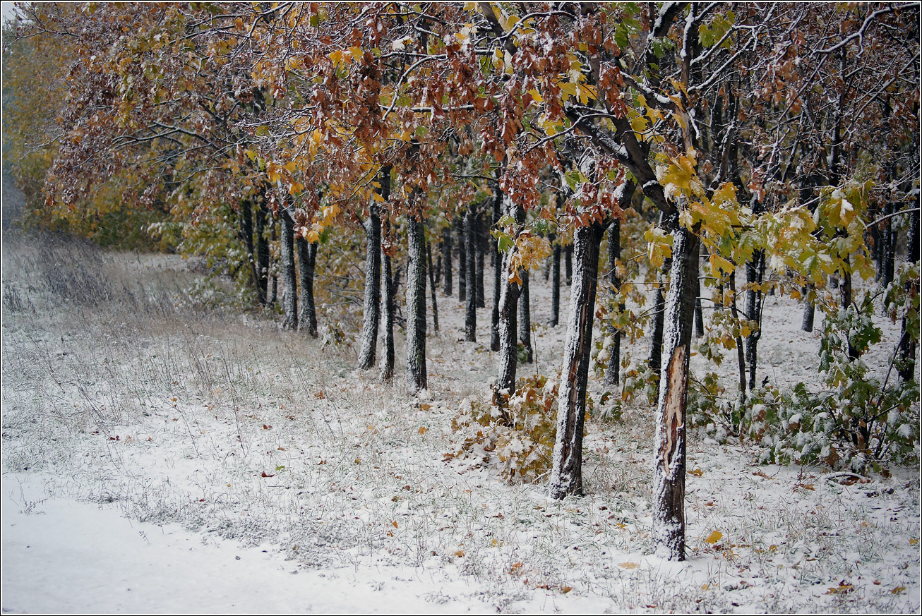 Кузьминский лесопарк, image of landscape/habitat.