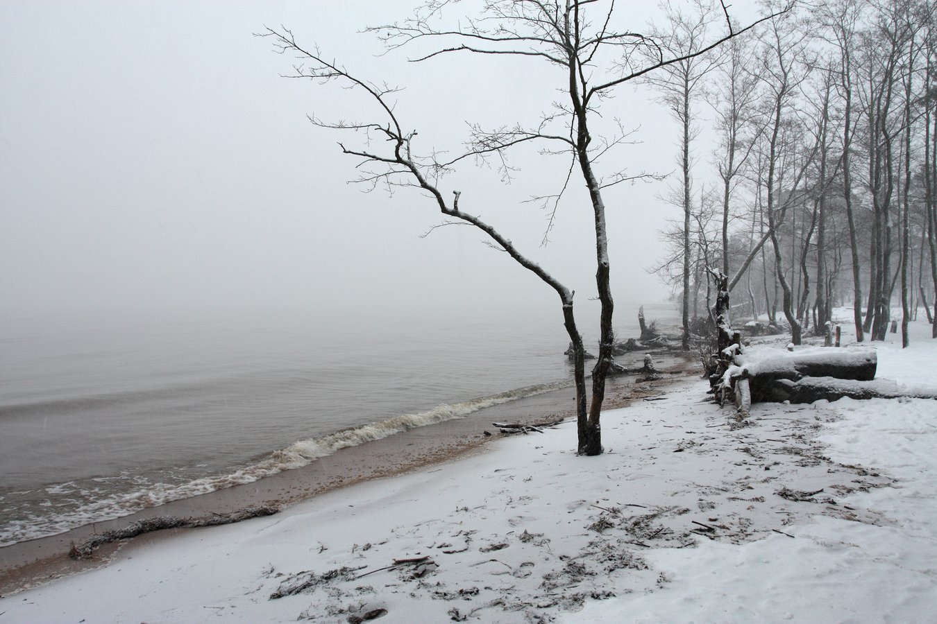 Большая Ижора, image of landscape/habitat.