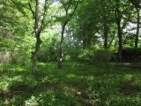 Самурский лес, image of landscape/habitat.