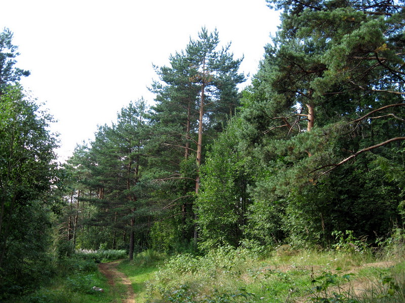 Токсово, image of landscape/habitat.