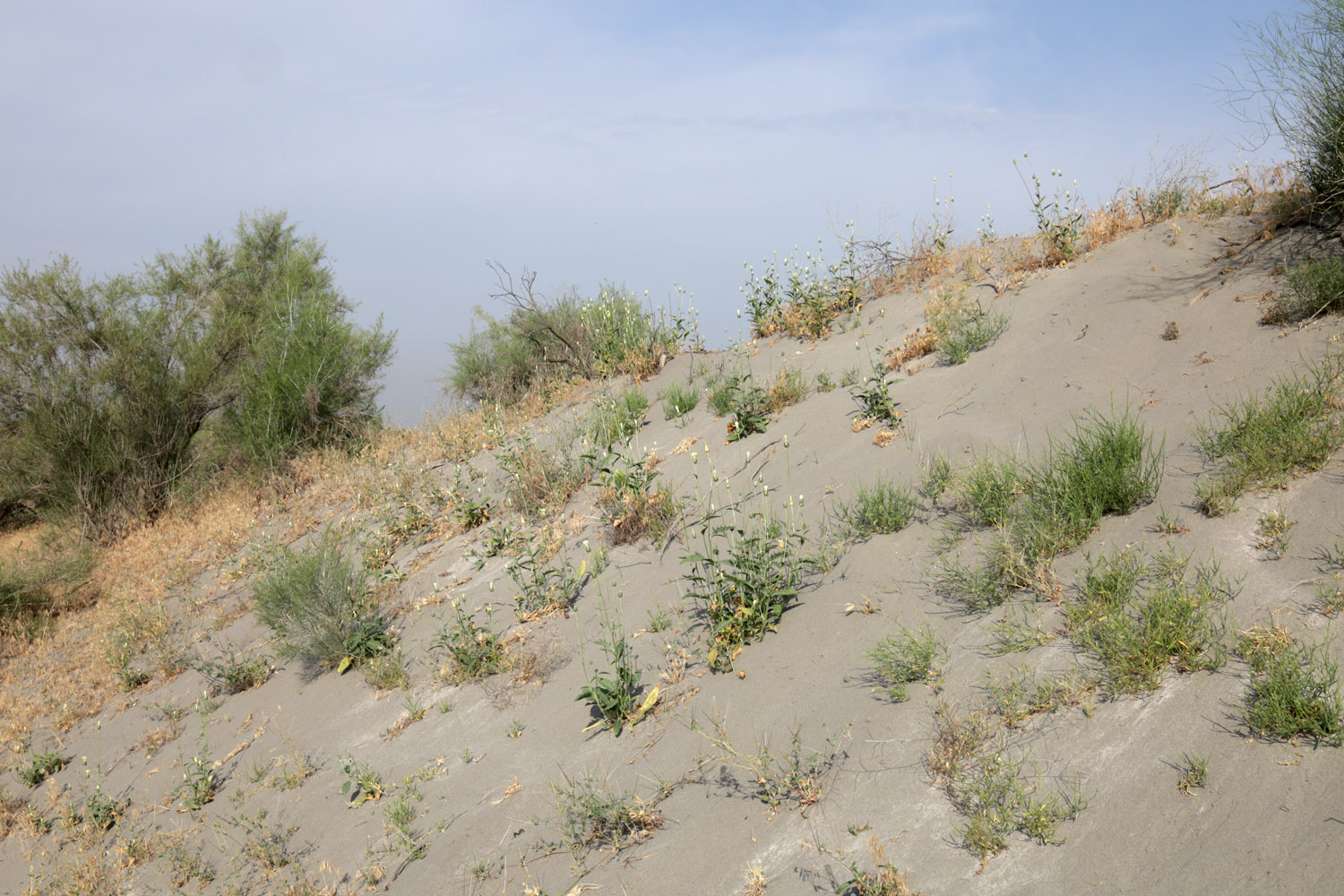 Пески Язъяван, Язъяванский район, image of landscape/habitat.