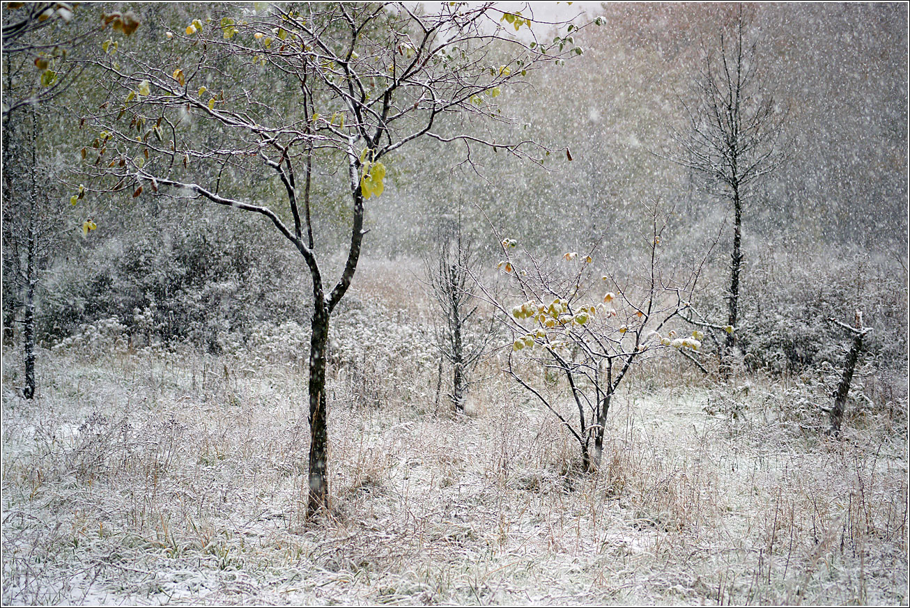 Кузьминский лесопарк, image of landscape/habitat.