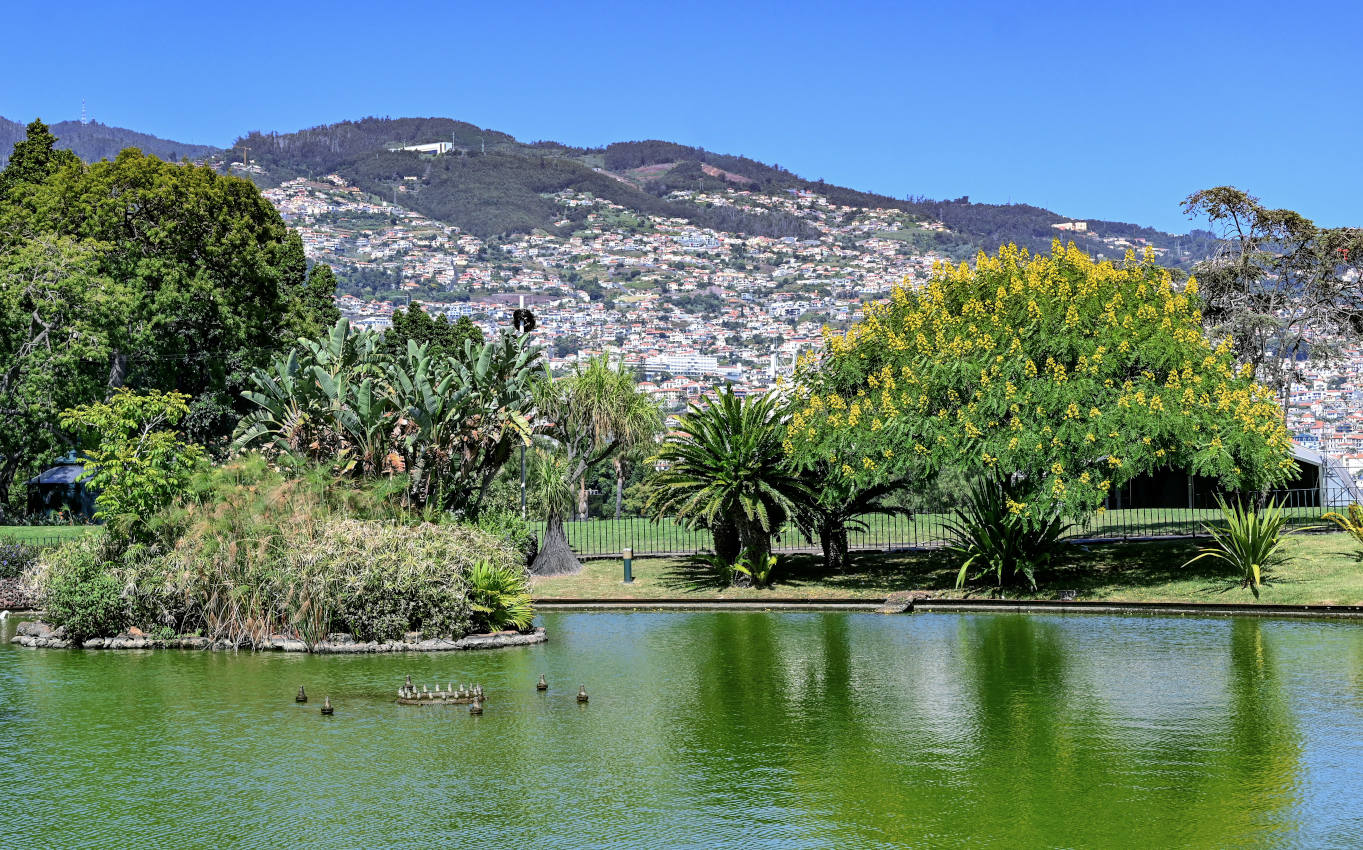 Фуншал, image of landscape/habitat.
