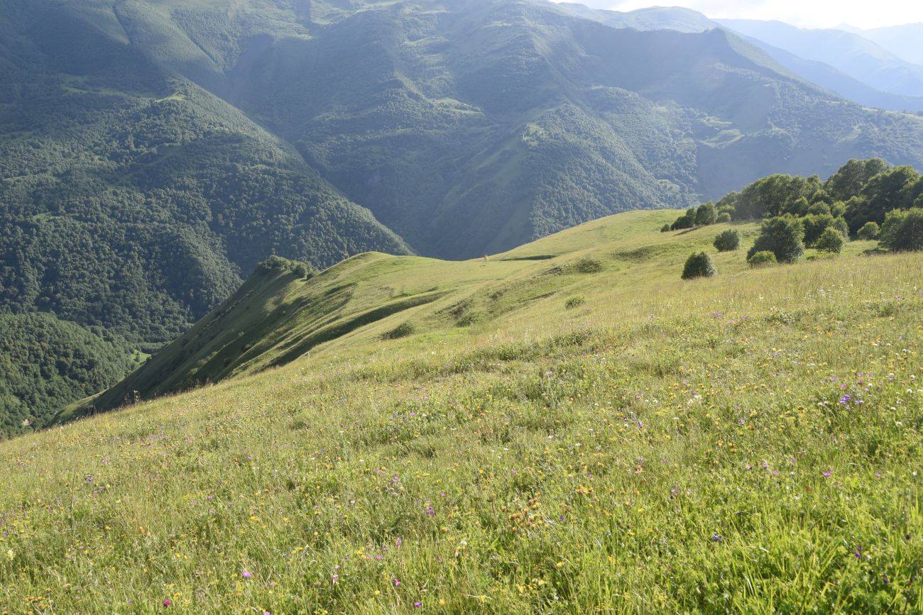 Лес между Хакмадой и Хочелдой, image of landscape/habitat.