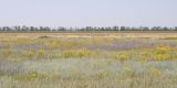 Урочище Лиман Дончанский, image of landscape/habitat.