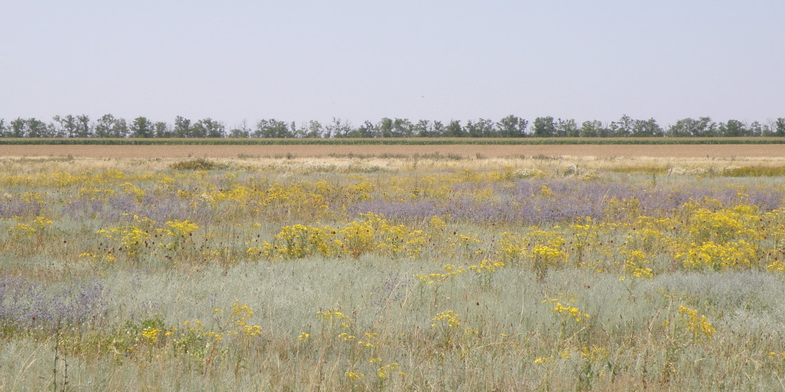 Урочище Лиман Дончанский, image of landscape/habitat.