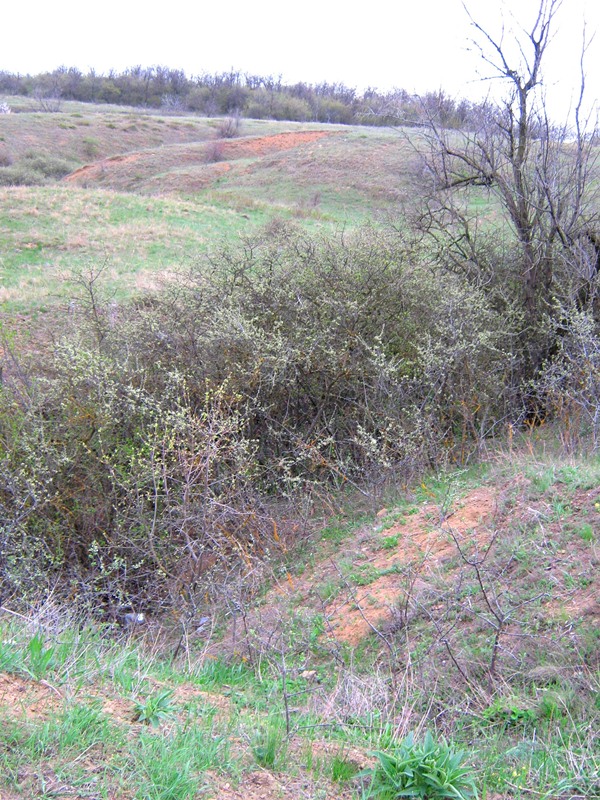 р. Малый Куяльник, image of landscape/habitat.