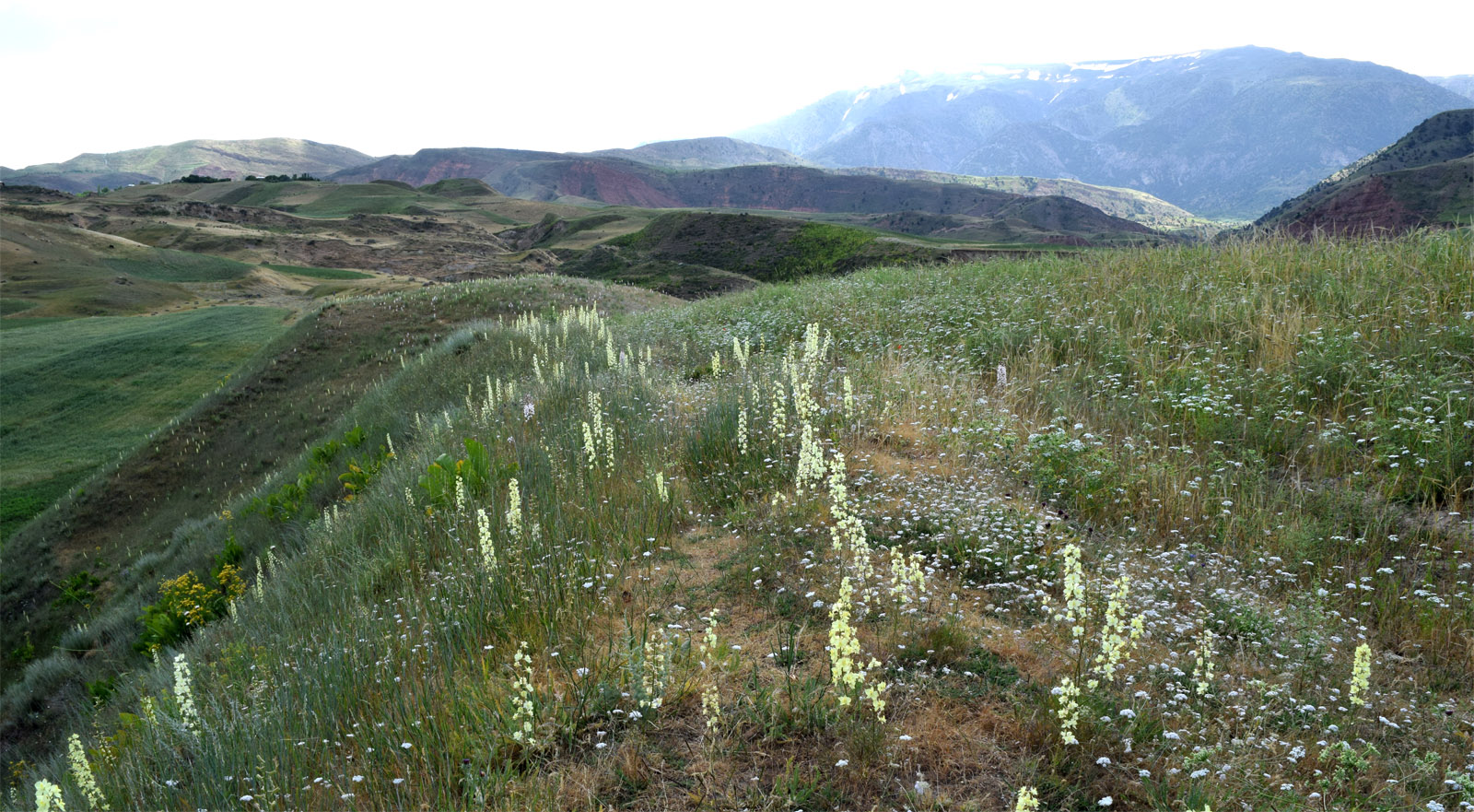 Окрестности кишлака Хумман, image of landscape/habitat.