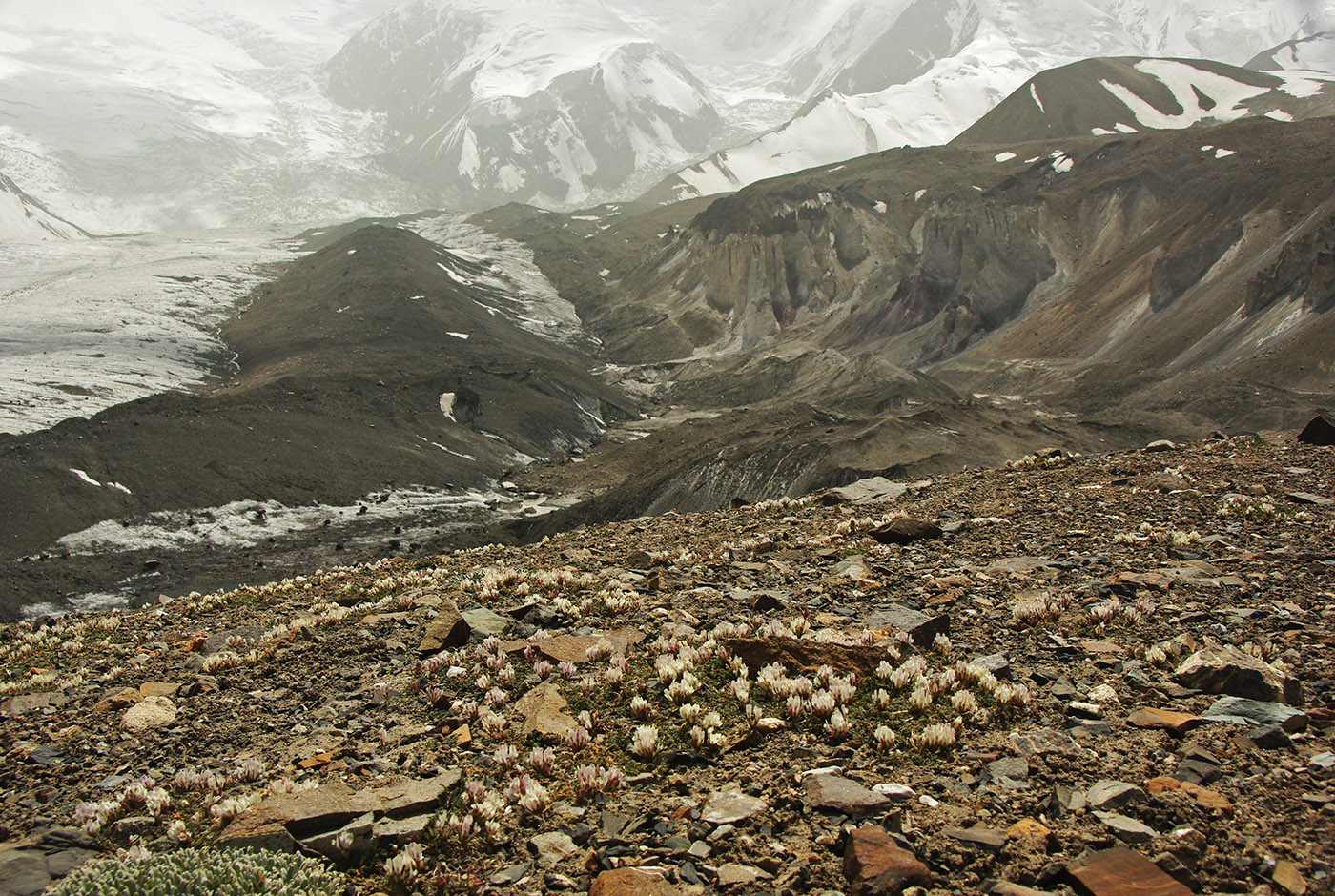 Окрестности Лагеря 1 пика Ленина, image of landscape/habitat.