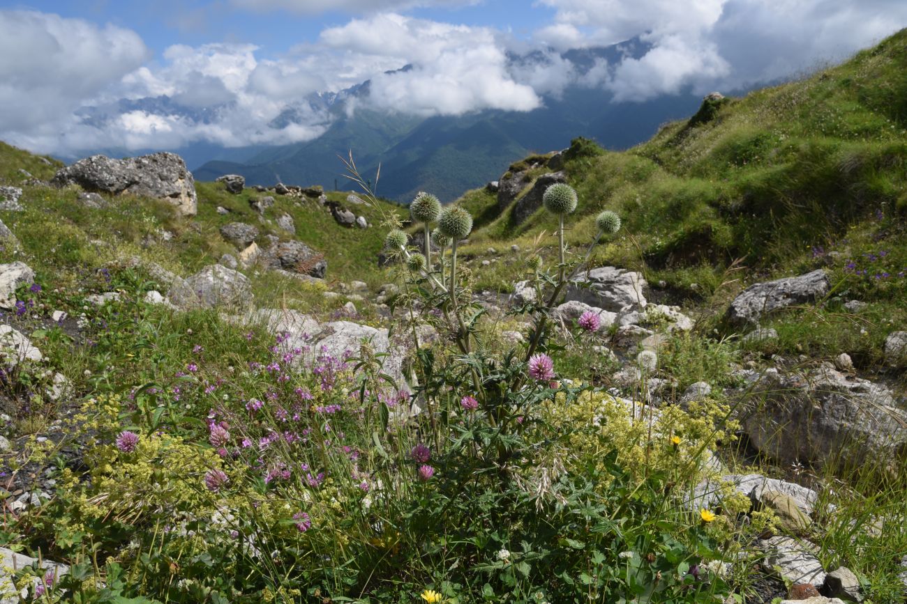 Альплагерь "Кязи" и окрестности, image of landscape/habitat.