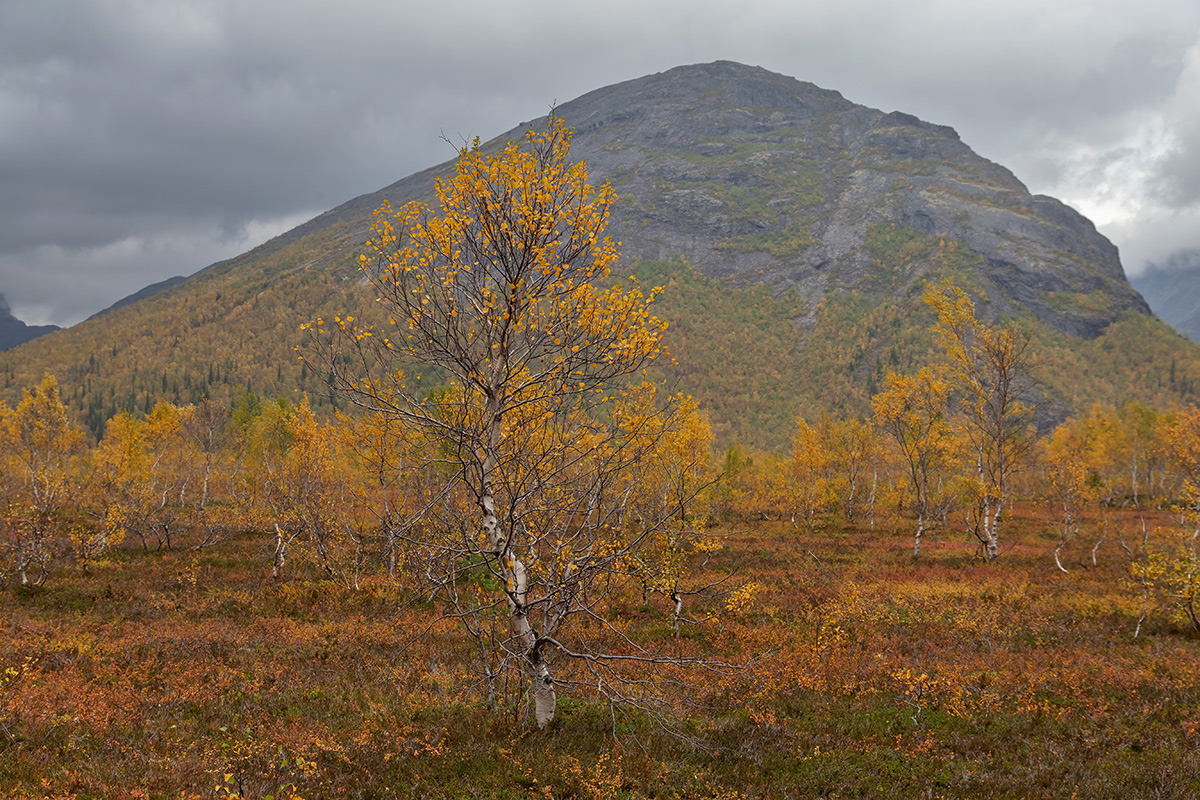 Долина Малого Вудъявра, image of landscape/habitat.