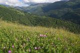 Лес между Хакмадой и Хочелдой, image of landscape/habitat.
