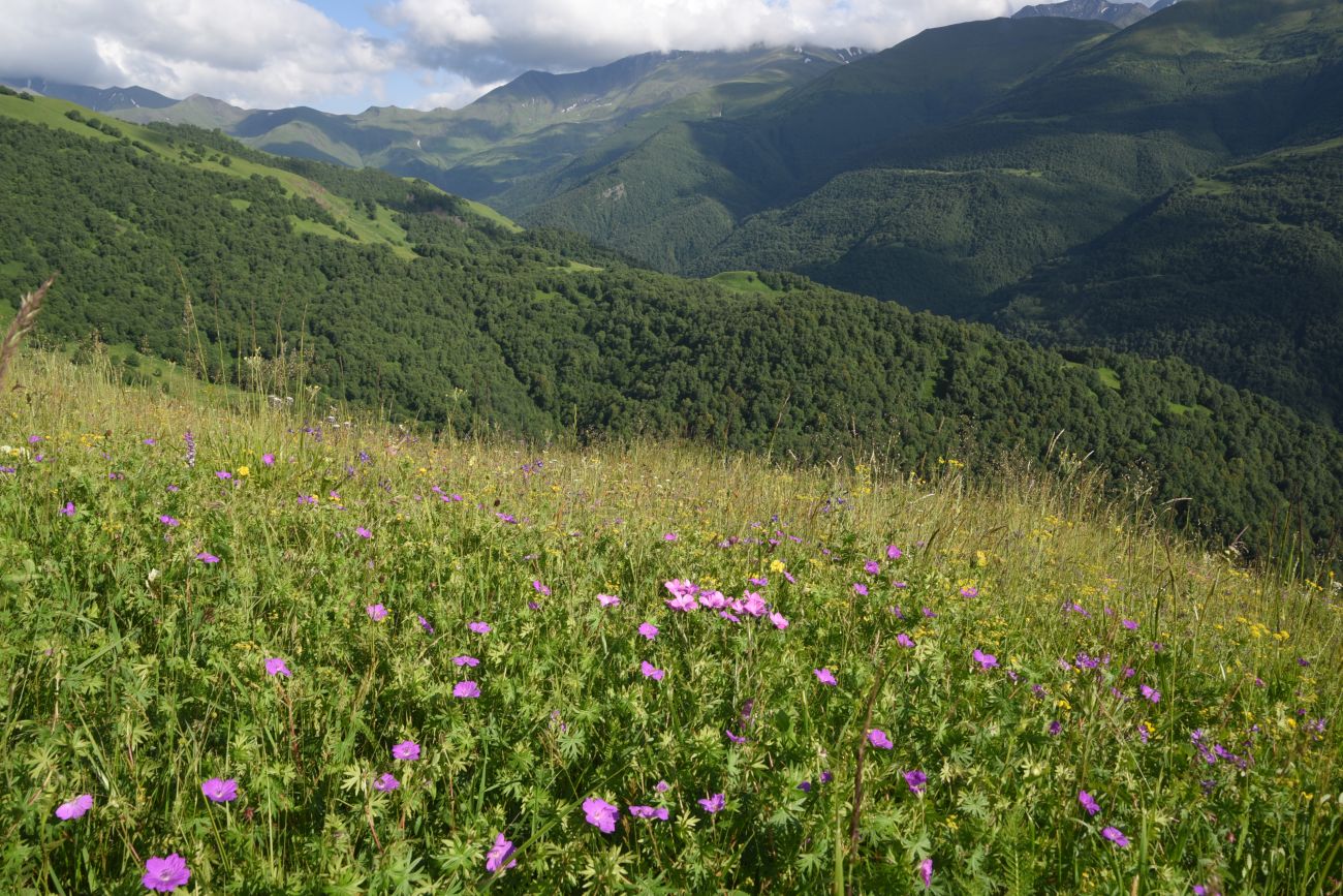 Лес между Хакмадой и Хочелдой, image of landscape/habitat.