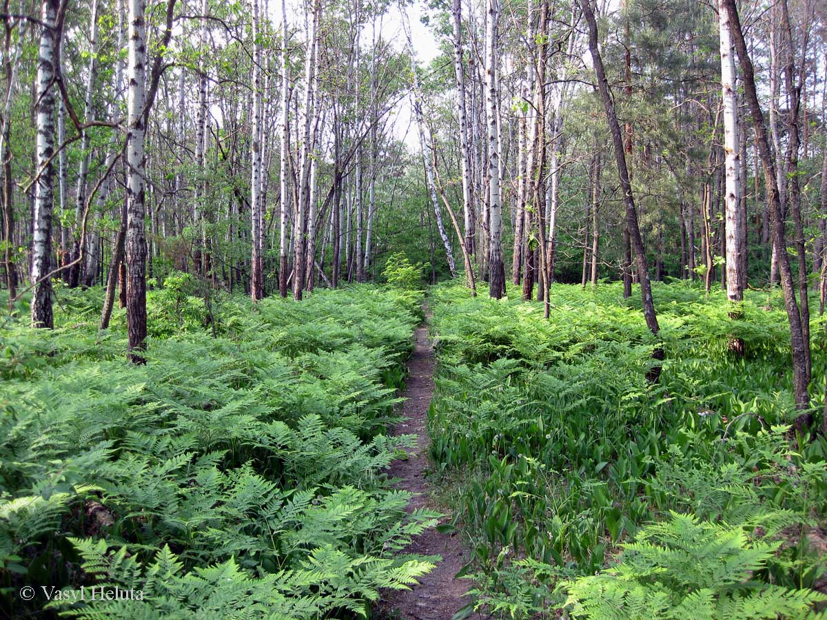 Лебедёвка, image of landscape/habitat.