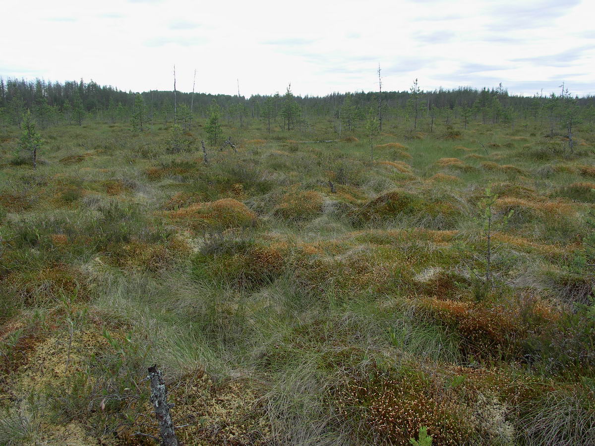 Окрестности Кемки, image of landscape/habitat.