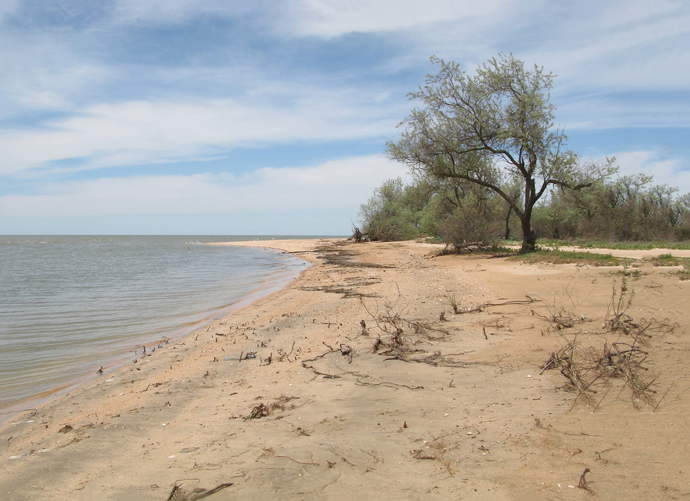 Куликовское гирло, image of landscape/habitat.