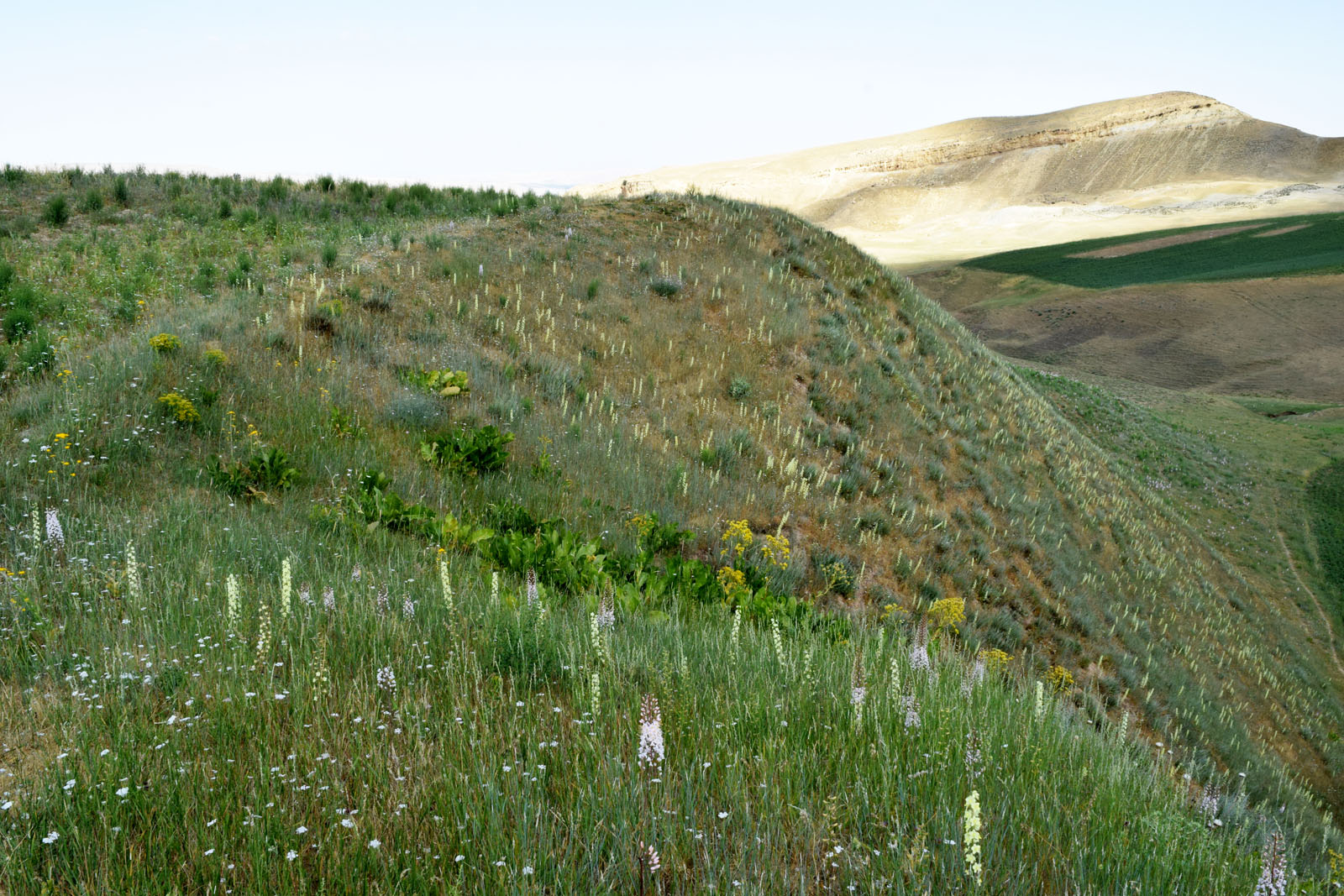 Окрестности кишлака Хумман, image of landscape/habitat.