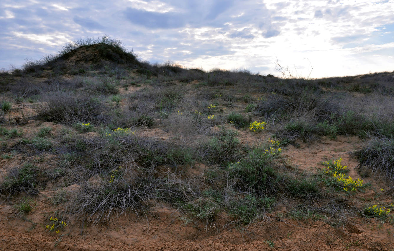 Окрестности села Рассвет, image of landscape/habitat.