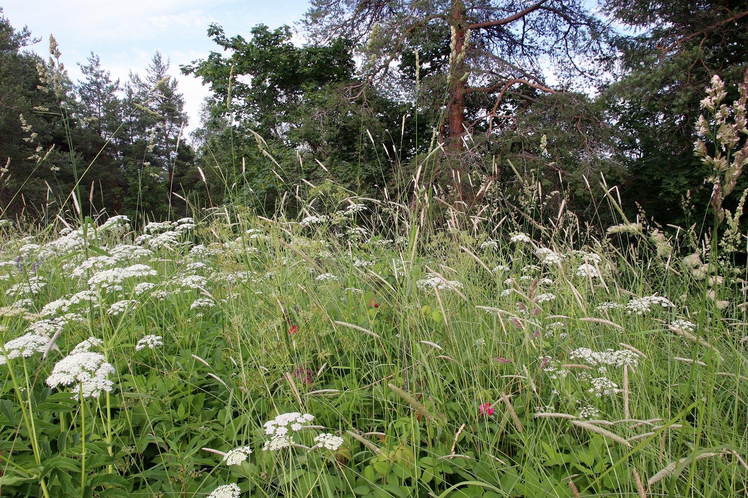 Импилахти, image of landscape/habitat.