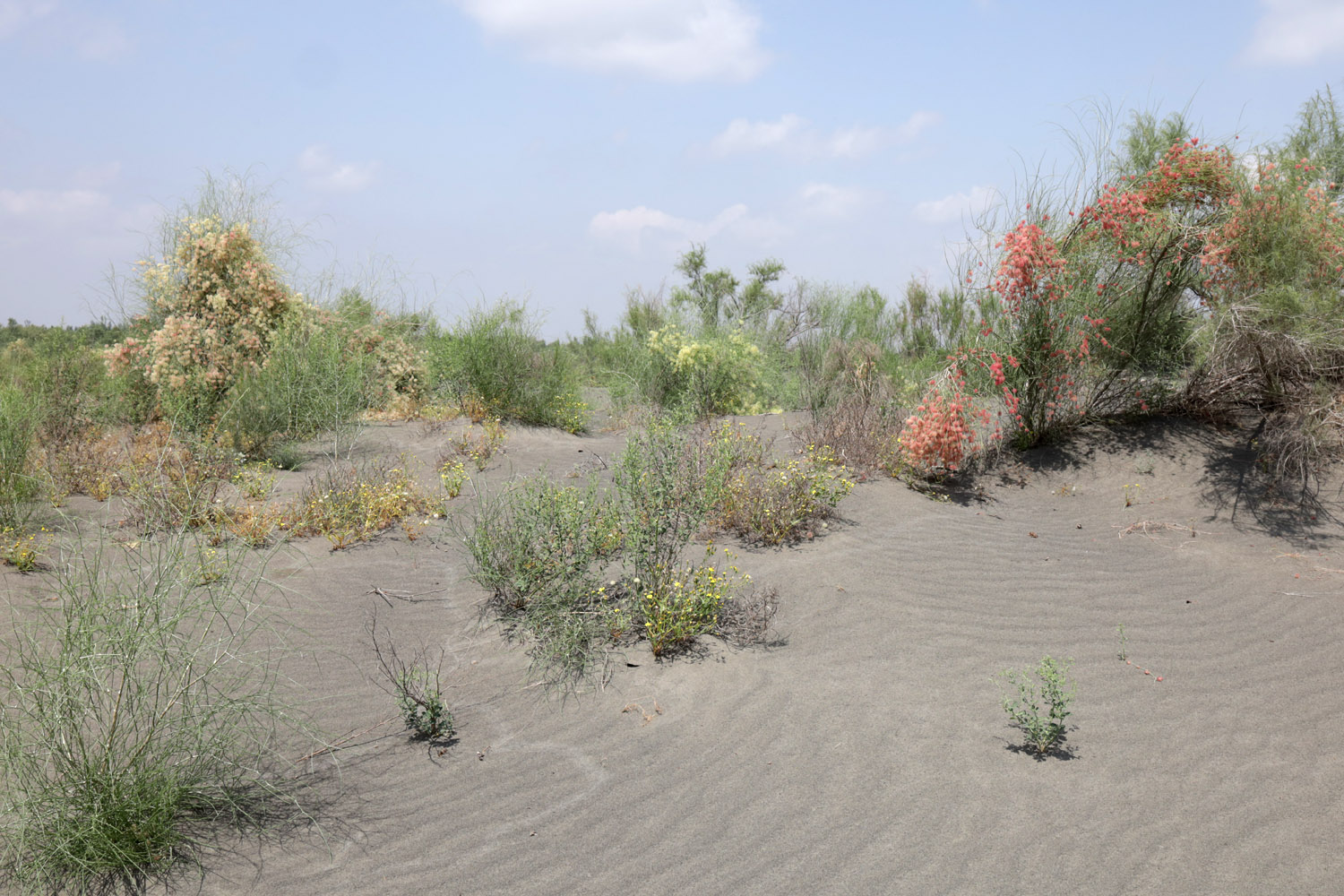 Кокандские пески, изображение ландшафта.