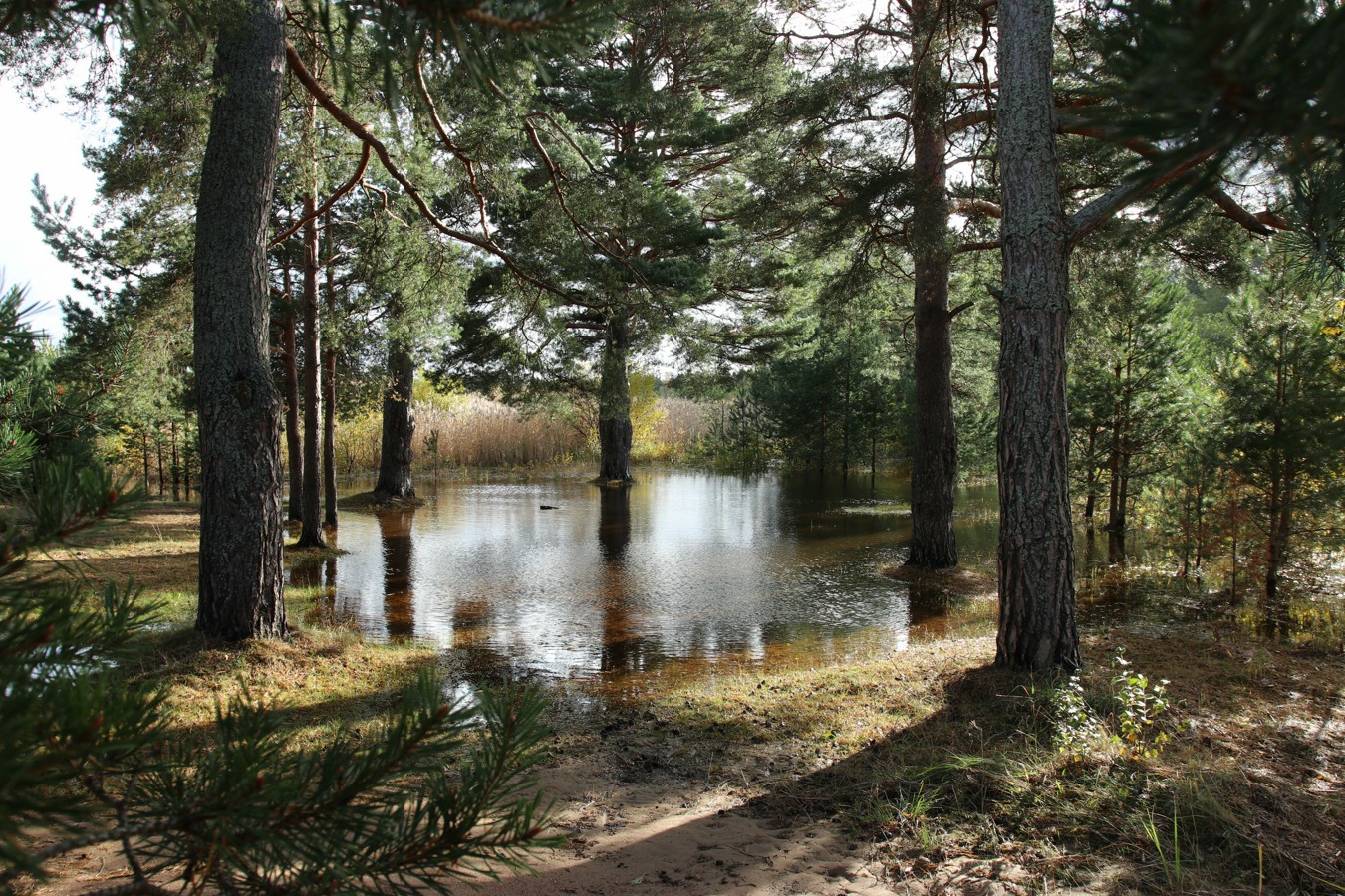 Большая Ижора, изображение ландшафта.