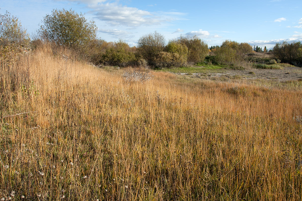 Окрестности Пудости, image of landscape/habitat.