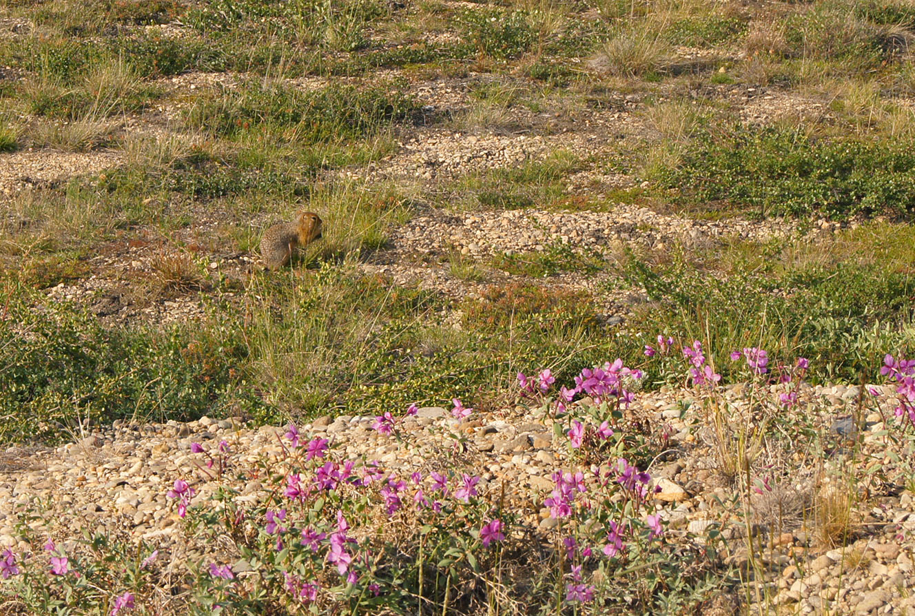 Паляваам река, image of landscape/habitat.