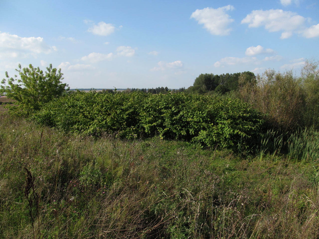 Городиловка, image of landscape/habitat.
