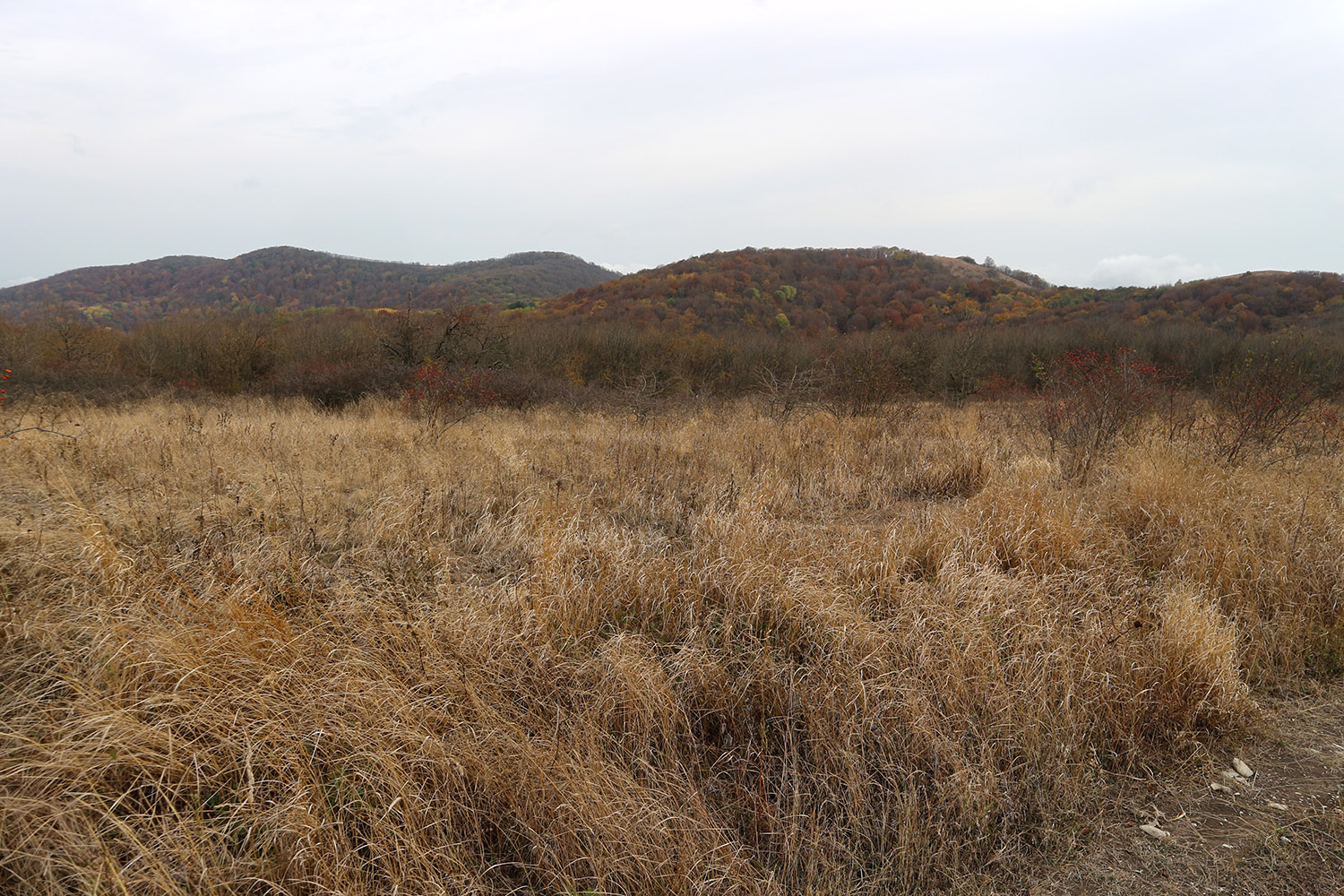 Гора Купцева, image of landscape/habitat.