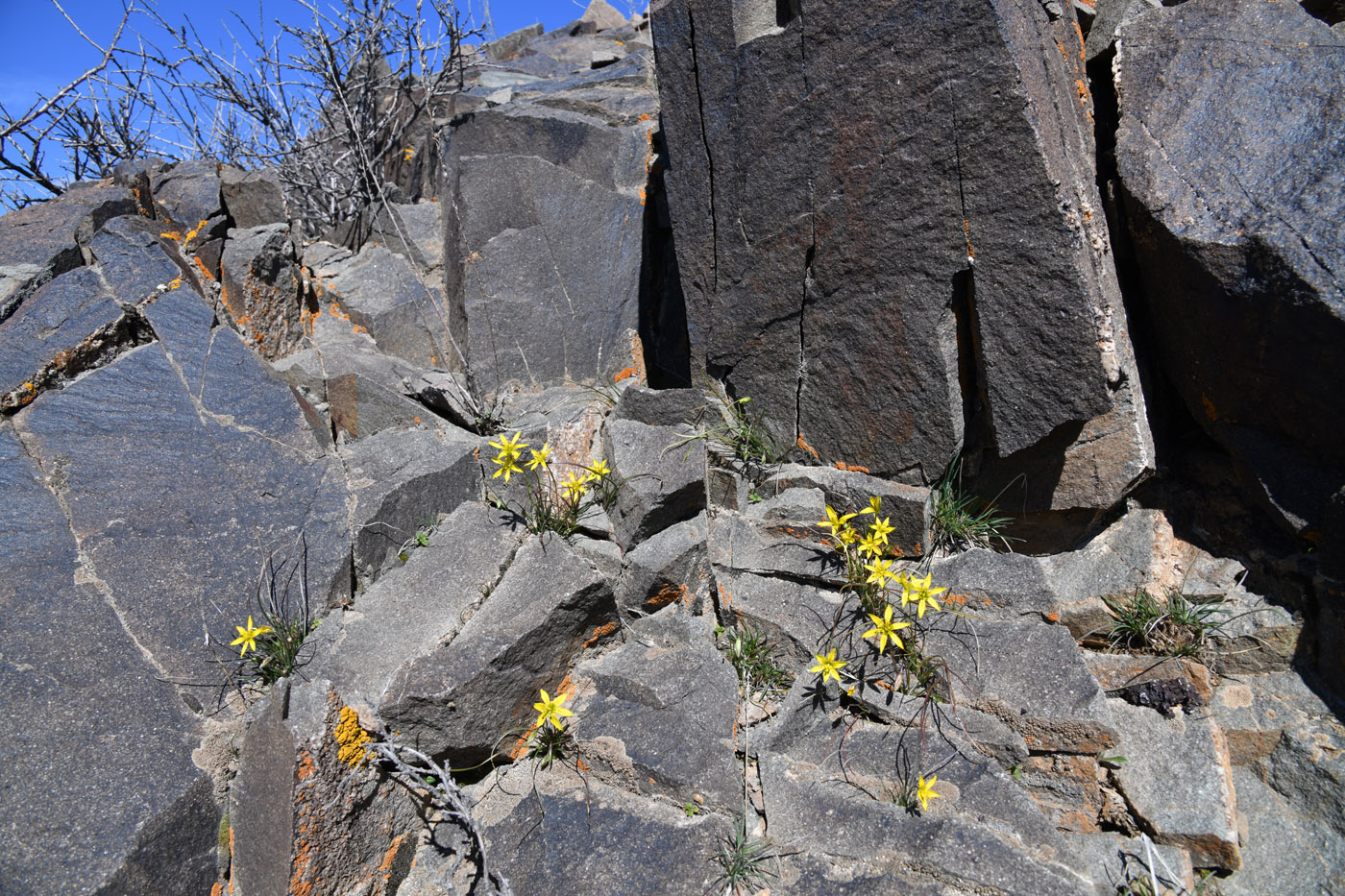 Тамгалы (Танбалы), image of landscape/habitat.