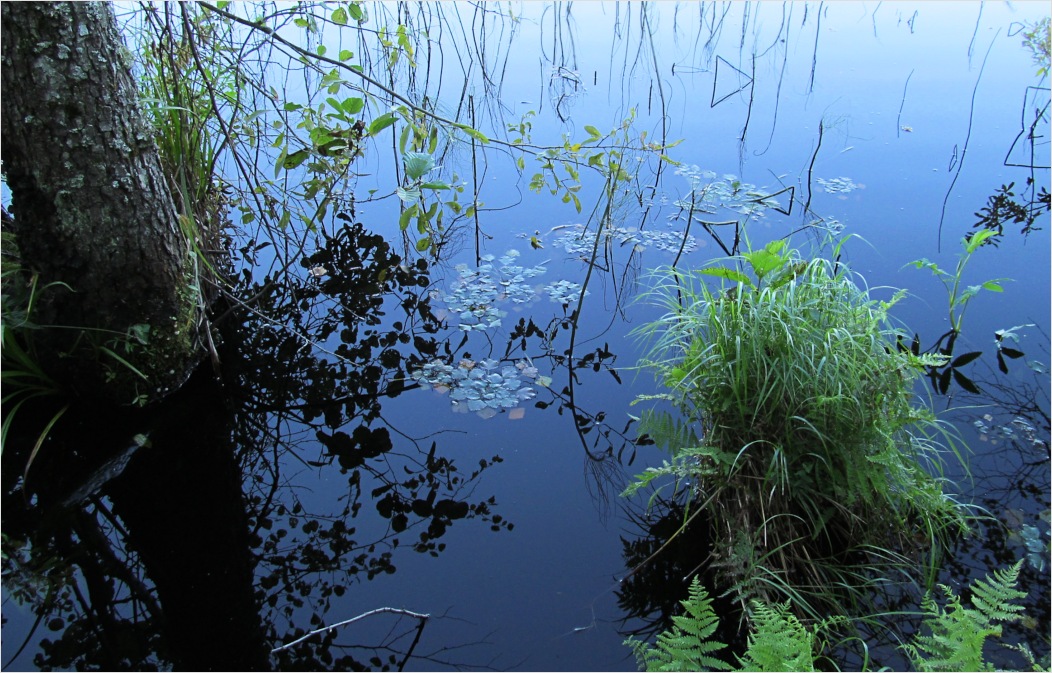 Пелецкий Мох, image of landscape/habitat.