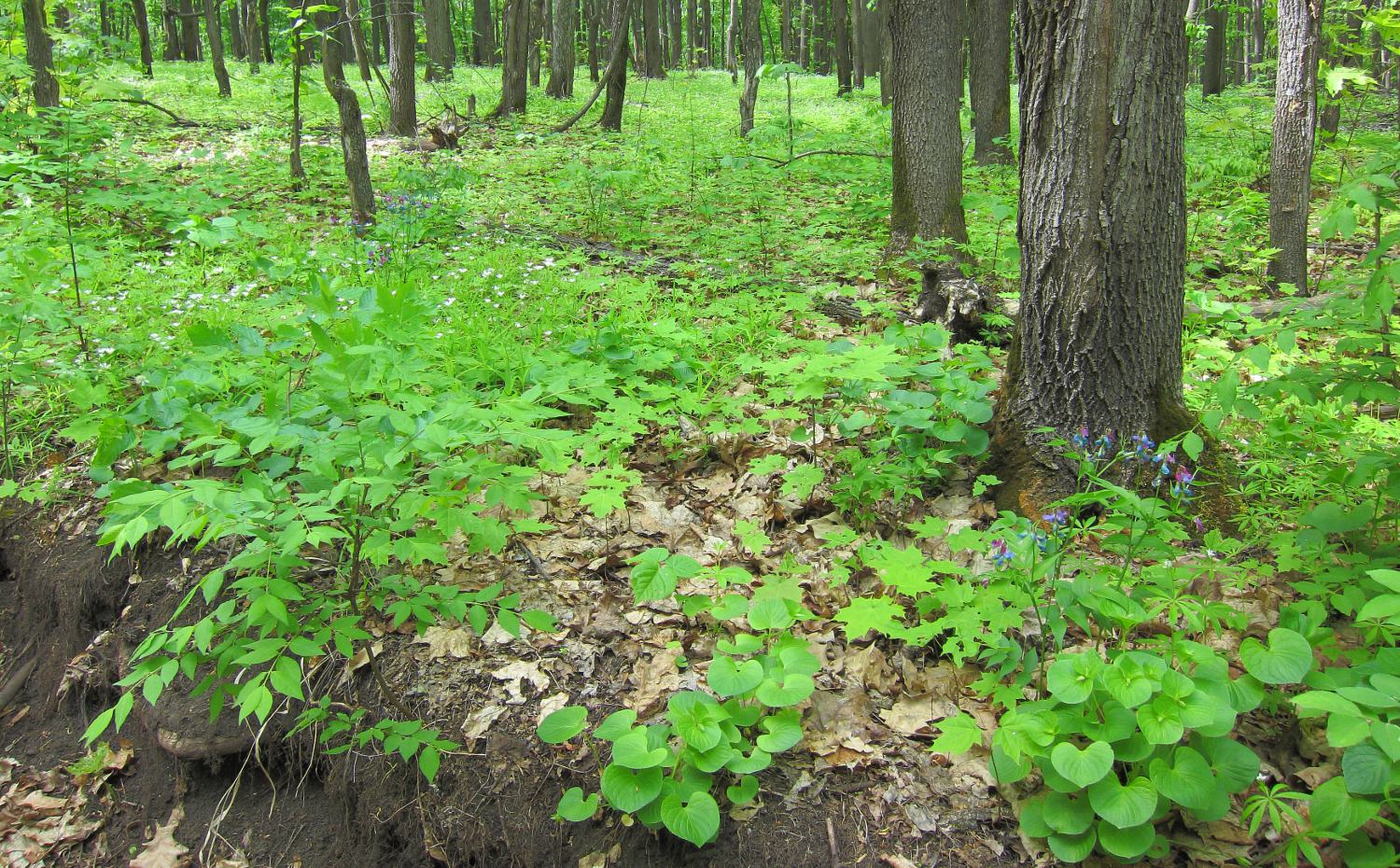 Бавлы, image of landscape/habitat.