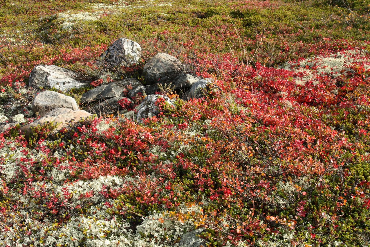 Горелая сопка, image of landscape/habitat.