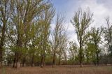 Окрестности посёлка Сенной, image of landscape/habitat.