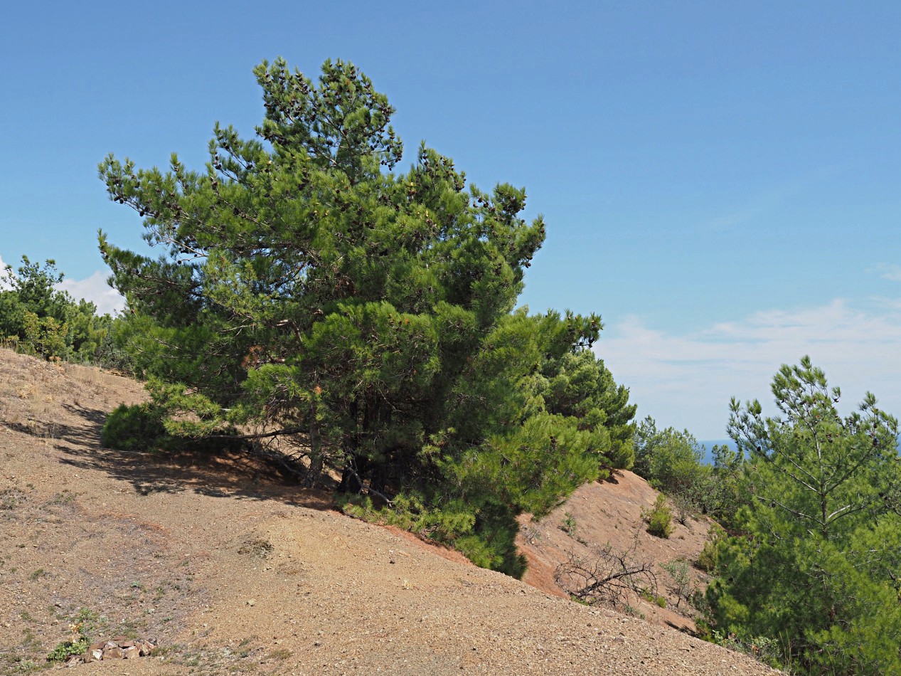 Малореченское и окрестности, image of landscape/habitat.