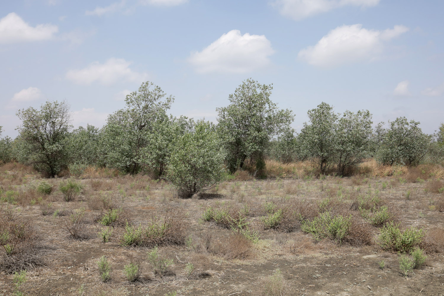 Кокандские пески, image of landscape/habitat.
