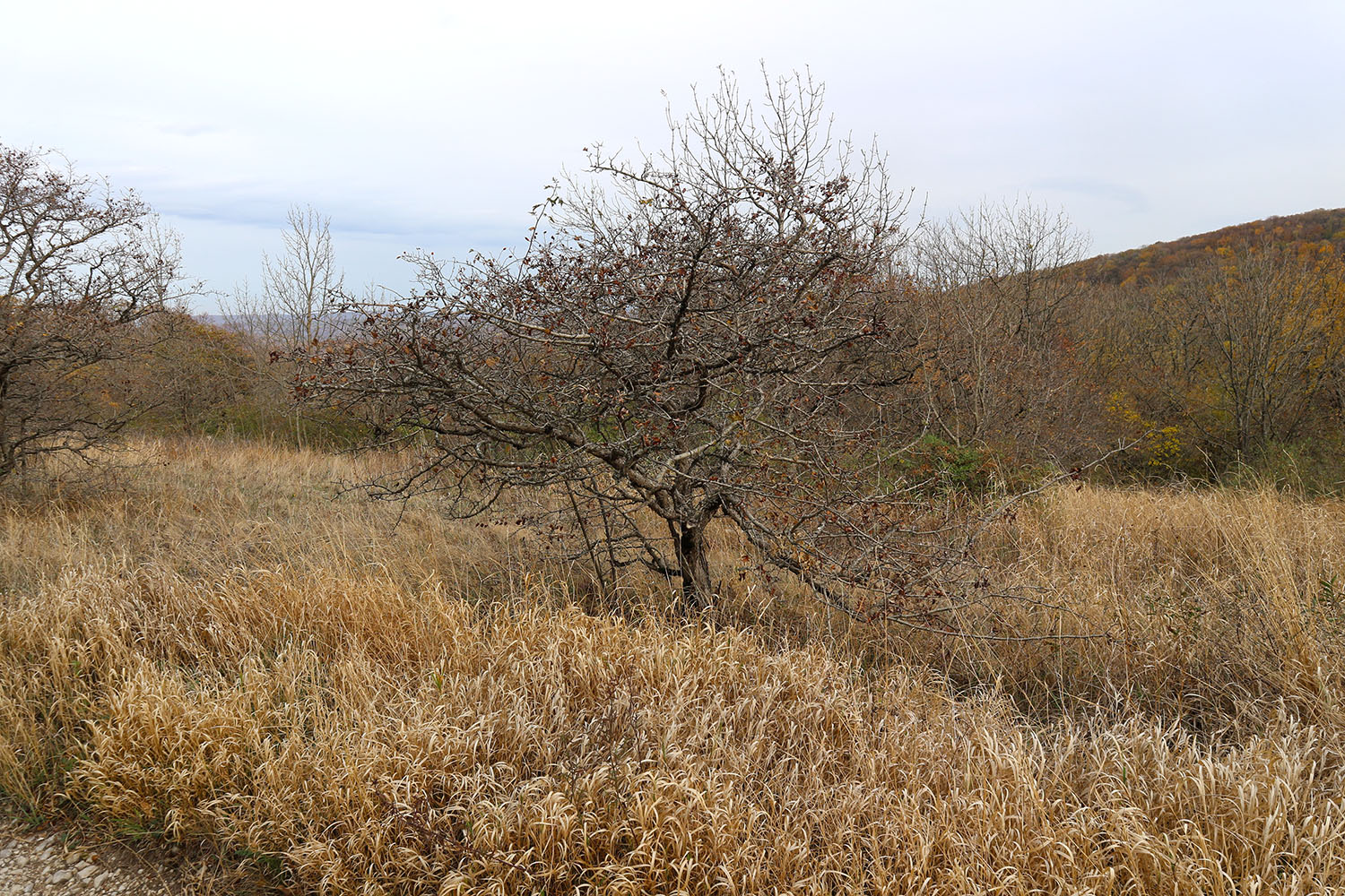 Гора Купцева, image of landscape/habitat.
