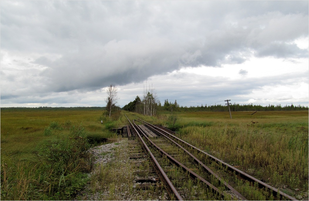 Пелецкий Мох, image of landscape/habitat.